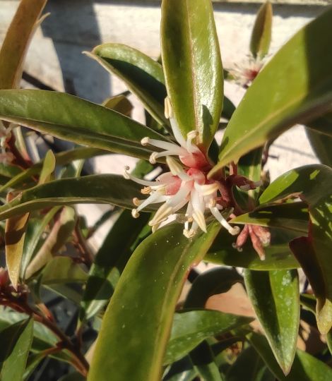 Sarcococca hookeriana Purple stem´